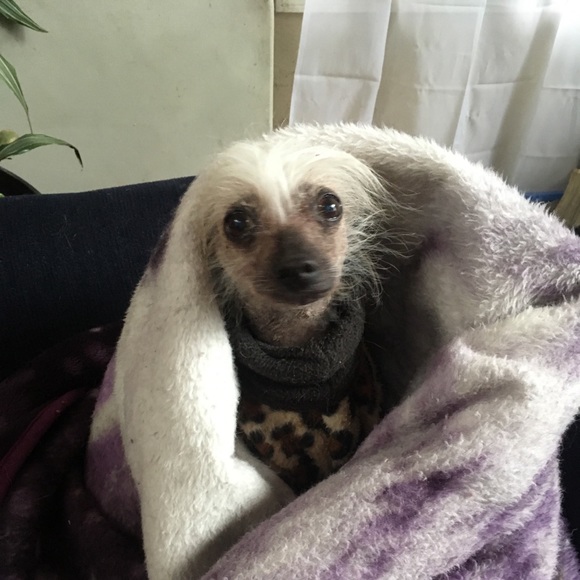 🌲Meet your Posh Ambassador🌻Andrea🌲 - Picture 3 of 5